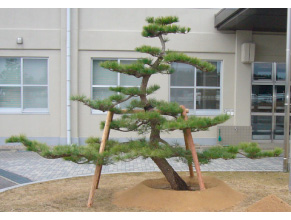 T様(津市) 和風の庭